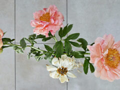 001 - Pfingstrose Tag 5